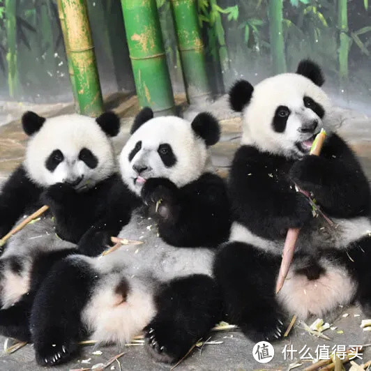 去珠海长隆还是广州长隆？去哪家园区酒店好？这里能帮你找到答案